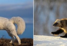 Остров Врангеля. Часть 2: в гостях у «друзей» белых медведей