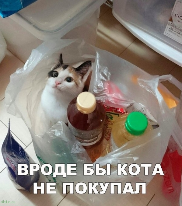 Прикольные картинки )))