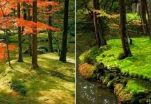 Древний сад мхов Koinzan Saihoji в Японии