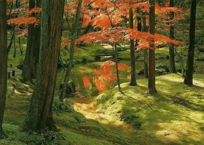 Древний сад мхов Koinzan Saihoji в Японии