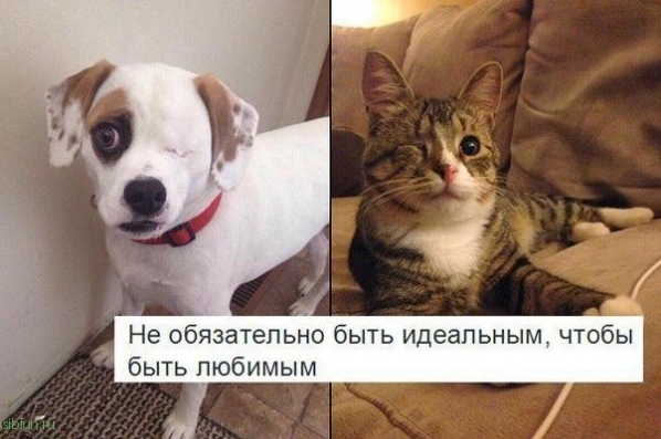 Прикольные картинки )))