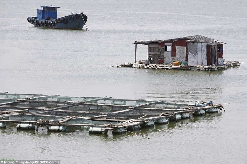 Огромные плавучие рыбные фермы Китая