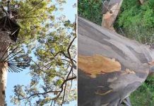 Пожарные «дозорные деревья» в США и Австралии