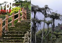 Фантастический центр Роз в Малайзии