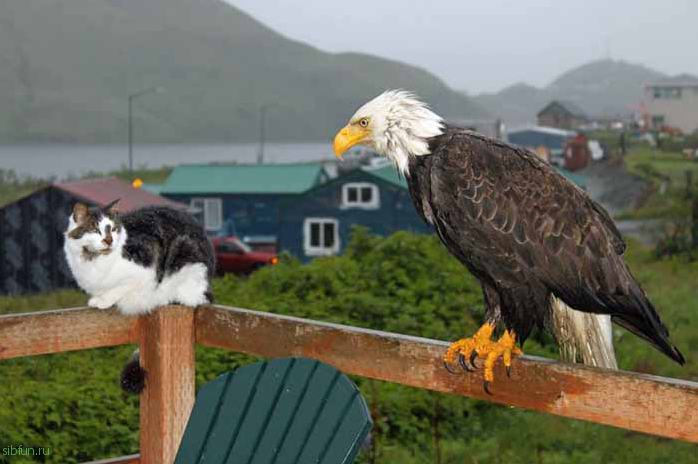 Уналашка – город на Аляске, где орлов больше, чем ворон