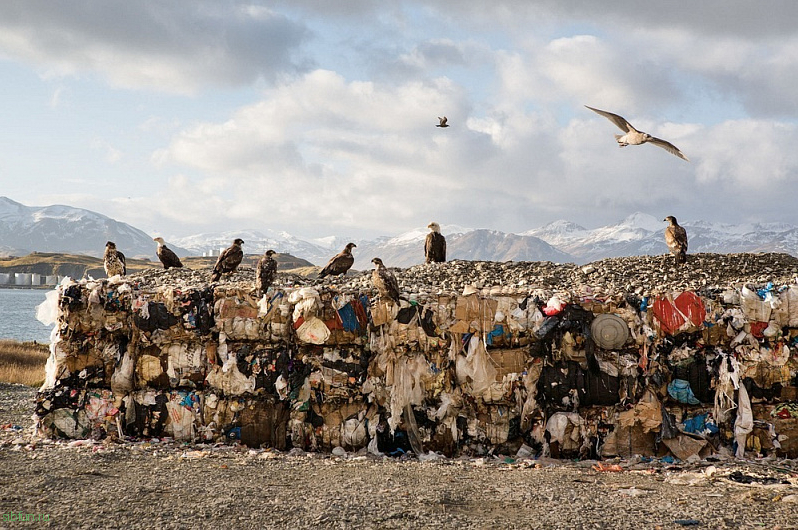 Уналашка – город на Аляске, где орлов больше, чем ворон
