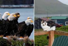 Уналашка – город на Аляске, где орлов больше, чем ворон