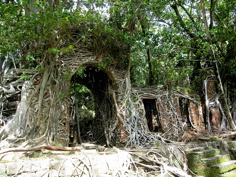 Остров Росс – руины бывшей исправительной колонии, поглощенные корнями деревьев