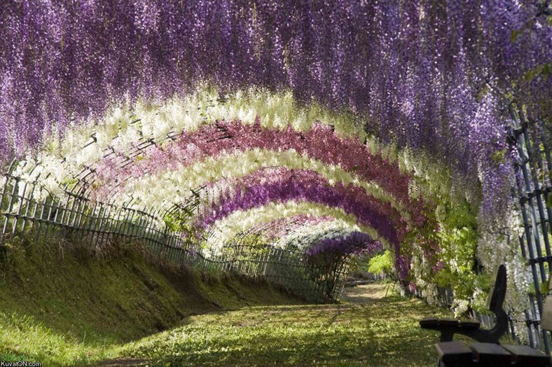 Потрясающий парк цветов Фудзи в Японии