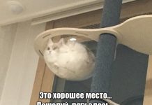 Прикольные картинки ))) # 31.08.2018