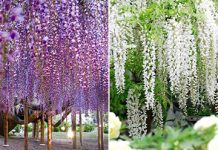 Потрясающий парк цветов Фудзи в Японии