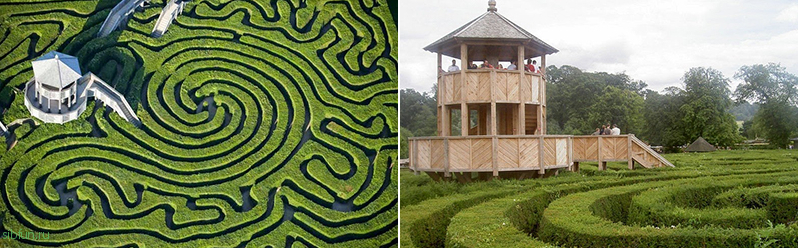 Longleat Hedge Maze – самый длинный «живой» лабиринт в мире