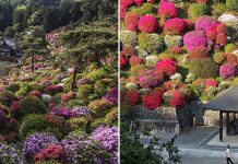 Shiofune-Kannon-ji Temple – буддийский храм, окруженный разноцветными кустами азалии