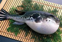 Самая дорогая и редкая рыба в мире