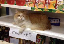 Забавные надписи