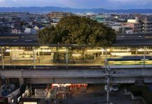 История 700 летнего дерева в Японии