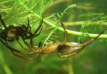 Интересные факты о пауках