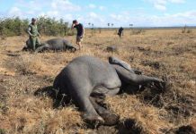 Как перевозят слонов в Африке