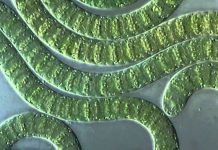 Самые древние существа на планете, до сих пор живущие на земле