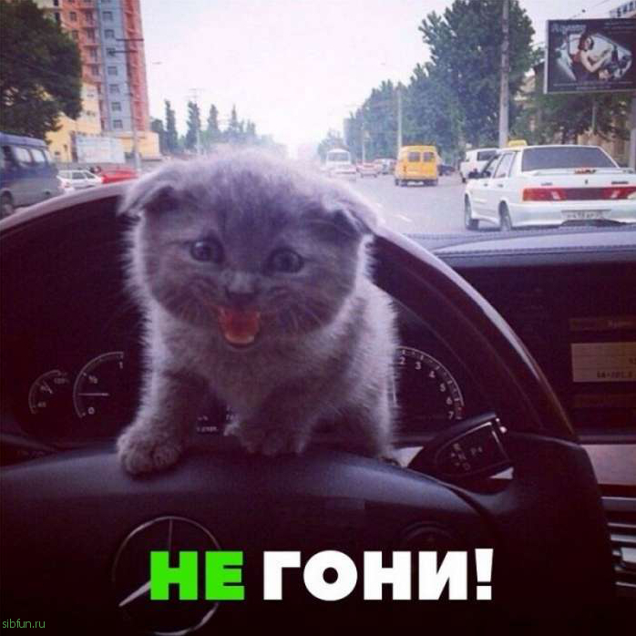 Автоприколы