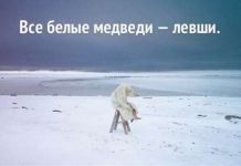 Любопытные факты о медведях