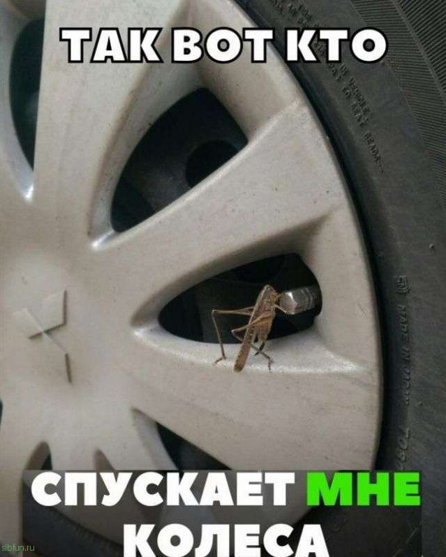 Автоприколы