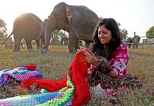 В Индии спасают слонов от холода