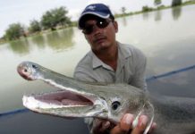 Эти существа живут рядом с нами