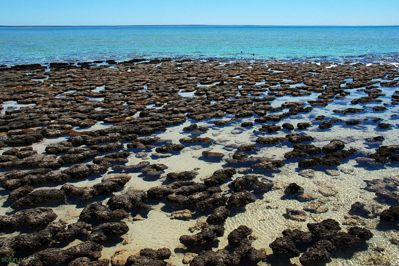 Уникальные гипсовые озёра в заливе Shark Bay в Австралии