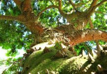 Интересные факты о Бразилии