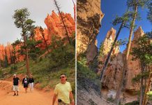 Аномально высокие сосны Пондероса в национальном парке Брайс-Каньон в США