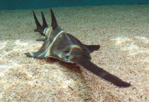 Самые жуткие и опасные рыбы в мире