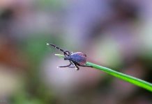 Что делать если укусил клещ?