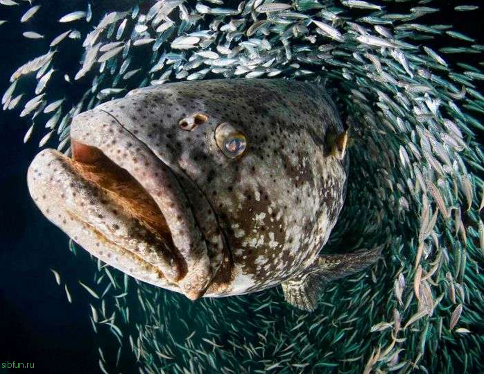 Самые жуткие и опасные рыбы в мире