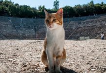 Как Ватикан с кошками боролся