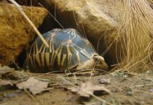 Долгожители нашей планеты