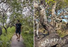 Обычная роща скрученных осин в городе Саскачеван в Канаде