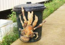 Пальмовый вор: самый крупный представитель членистоногих