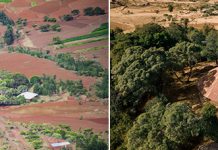 Священные церковные леса в Эфиопии – последние зелёные оазисы страны