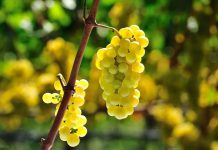 5 причин есть виноград