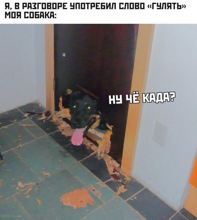 Прикольные картинки )))