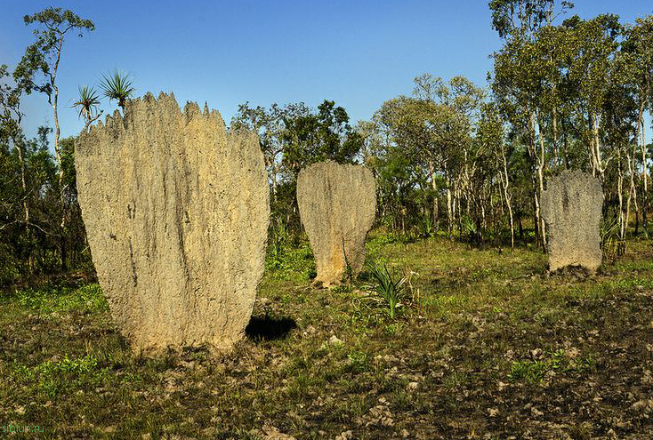 Термитники в Австралии, которые таинственным образом ориентированы на магнитное поле Земли