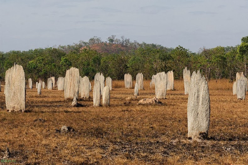 Термитники в Австралии, которые таинственным образом ориентированы на магнитное поле Земли