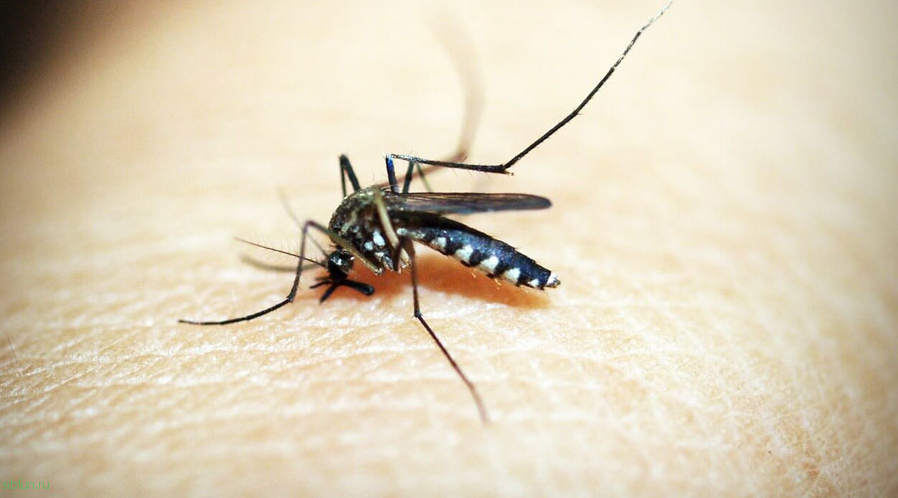 Почему комары кусают только избранных