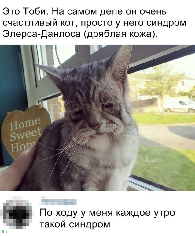 Прикольные картинки )))