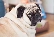 Запреты и табу в Швейцарии