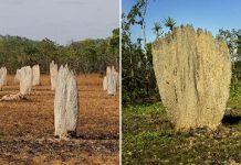 Термитники в Австралии, которые таинственным образом ориентированы на магнитное поле Земли