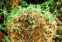 Мерзкие, гадкие, опасные страшные и ужасные