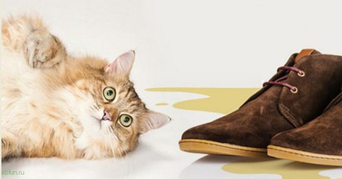 Что делать, если кошка «отомстила» вам в обувь
