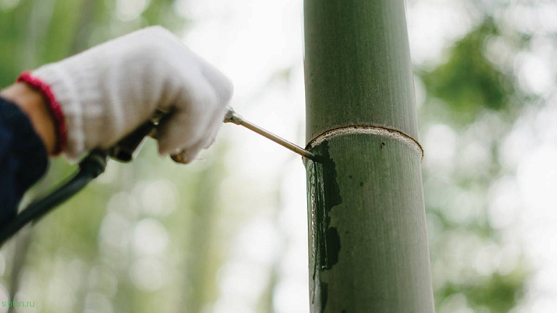 Bambooze - китайский ликер, выдержанный в растущих бамбуковых стволах